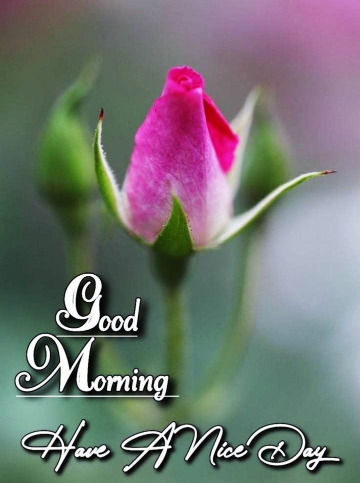 Beautiful Good Morning Images For Whatsapp HD