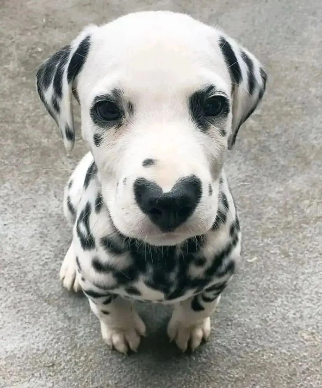 Cute Dog Image