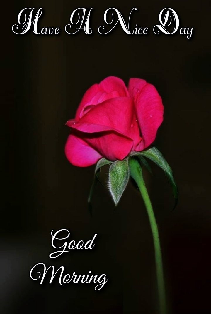Have A Nice Day Rose Good Morning Images For Whatsapp