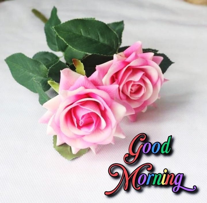 Pink Rose Flowers Good Morning Images For Whatsapp