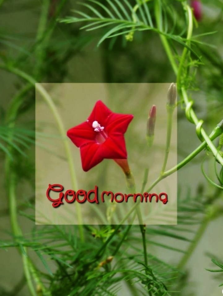 Red Flower Good Morning Images For Whatsapp