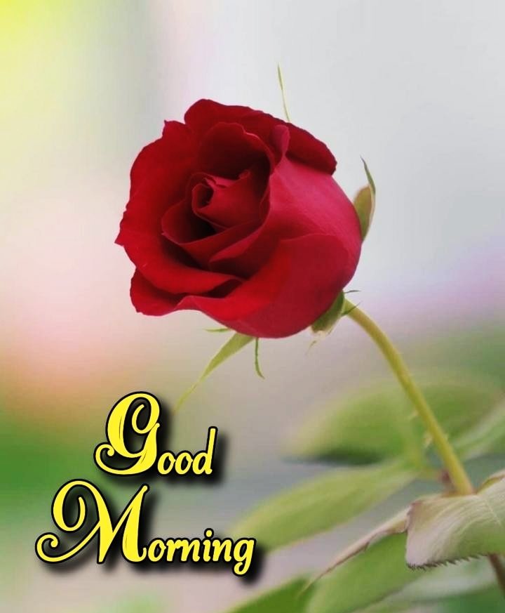Red Rose Good Morning Images For Whatsapp