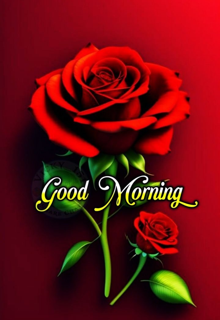Rose Good Morning Images For Whatsapp