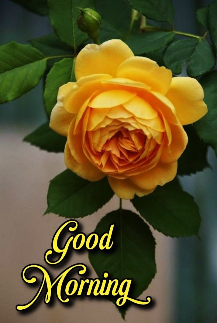 Yellow Rose Good Morning Images For Whatsapp Good Morning Images For Whatsapp